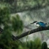 Lednacek promenlivy - Todiramphus chloris - Collared Kingfisher 9660